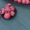 Ламинат 62001379 Полет На Луну Original Berry Alloc